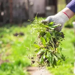 Rękawica zrywa kępę chwastów na trawniku, pozbywając się niechcianych roślin z ogrodu.