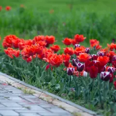 Kolorowe tulipany kwitnące przy chodniku. Warto wiedzieć, kiedy sadzić tulipany w doniczkach, by cieszyć się ich widokiem.