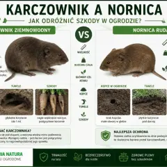 Karczownik i nornica – porównanie szkodników. Karczownik niszczy korzenie drzew i warzyw, nornica atakuje cebule i nasiona.