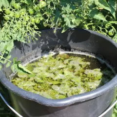 Wiadro z gnojówką z pokrzywy, idealną do podlewania pomidorów i innych roślin potrzebujących naturalnego nawozu.