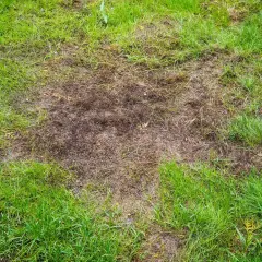 Na trawniku widoczne są suche, brązowe plamy i dziury, gdzie trawa obumarła.