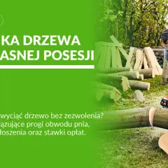 Mężczyzna w ochronnym ubraniu ścina drzewo piłą. Dowiedz się, kiedy można ścinać drzewa na własnej posesji.