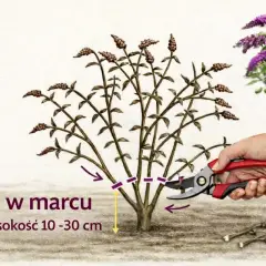 Budleja dawida - cięcie w marcu na wysokość 10-30 cm. Dłonią z sekatora przycinana jest roślina.