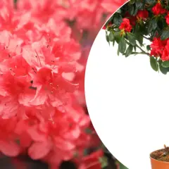 Piękna azalia na pniu w domu, z bliska widać jej delikatne, różowe kwiaty.