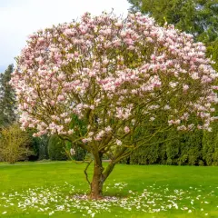Rozkwitła magnolia, jedna z najpiękniejszych drzew do ogrodu, obsypana różowymi kwiatami. Płatki tworzą dywan na trawniku.
