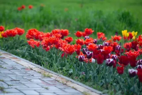 Kolorowe tulipany kwitnące przy chodniku. Warto wiedzieć, kiedy sadzić tulipany w doniczkach, by cieszyć się ich widokiem.