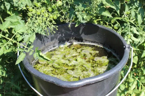 Wiadro z gnojówką z pokrzywy, idealną do podlewania pomidorów i innych roślin potrzebujących naturalnego nawozu.