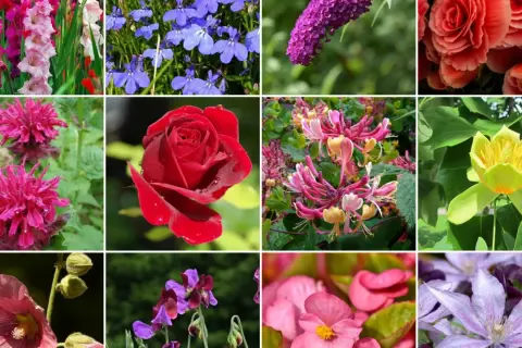 Kolorowe kwiaty, co kwitnie w lipcu: mieczyki, róże, budleja, lobelia, wiciokrzew, tulipanowiec, malwa, groszek pachnący, begonia, powojnik.