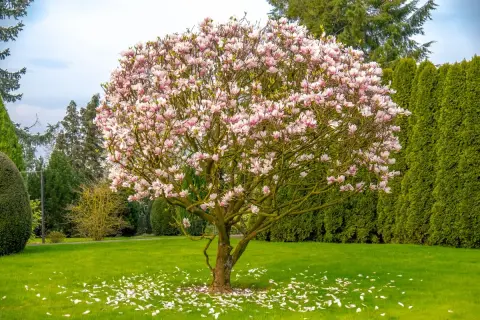 Rozkwitła magnolia, jedna z najpiękniejszych drzew do ogrodu, obsypana różowymi kwiatami. Płatki tworzą dywan na trawniku.