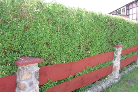 Gęsty, zielony żywopłot z ligustru tworzy naturalną barierę za czerwoną, drewnianą płotem z kamiennymi słupkami.