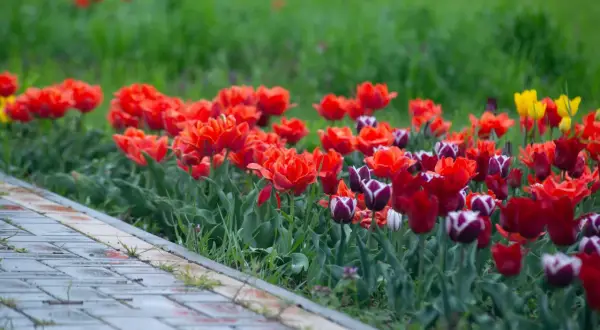 Kolorowe tulipany kwitnące przy chodniku. Warto wiedzieć, kiedy sadzić tulipany w doniczkach, by cieszyć się ich widokiem.