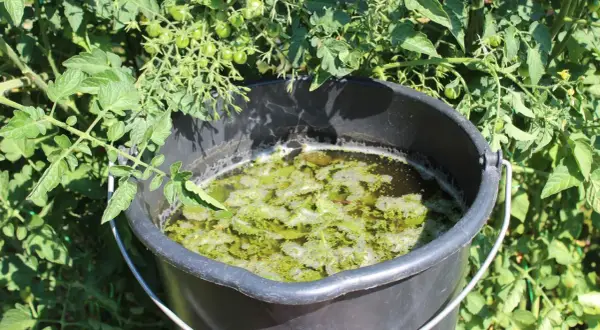 Wiadro z gnojówką z pokrzywy, idealną do podlewania pomidorów i innych roślin potrzebujących naturalnego nawozu.