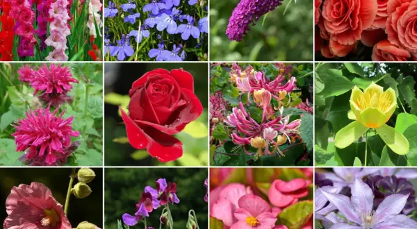 Kolorowe kwiaty, co kwitnie w lipcu: mieczyki, róże, budleja, lobelia, wiciokrzew, tulipanowiec, malwa, groszek pachnący, begonia, powojnik.