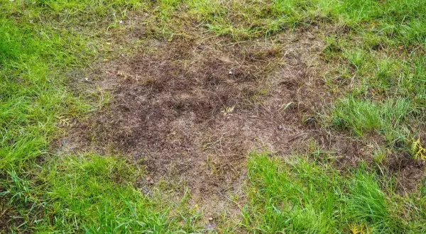 Na trawniku widoczne są suche, brązowe plamy i dziury, gdzie trawa obumarła.
