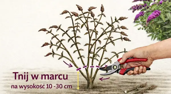 Budleja dawida - cięcie w marcu na wysokość 10-30 cm. Dłonią z sekatora przycinana jest roślina.
