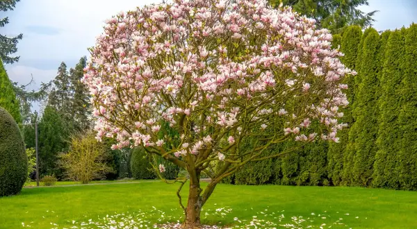 Rozkwitła magnolia, jedna z najpiękniejszych drzew do ogrodu, obsypana różowymi kwiatami. Płatki tworzą dywan na trawniku.