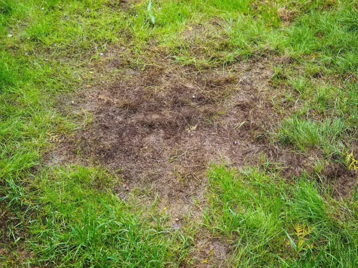 Na trawniku widoczne są suche, brązowe plamy i dziury, gdzie trawa obumarła.