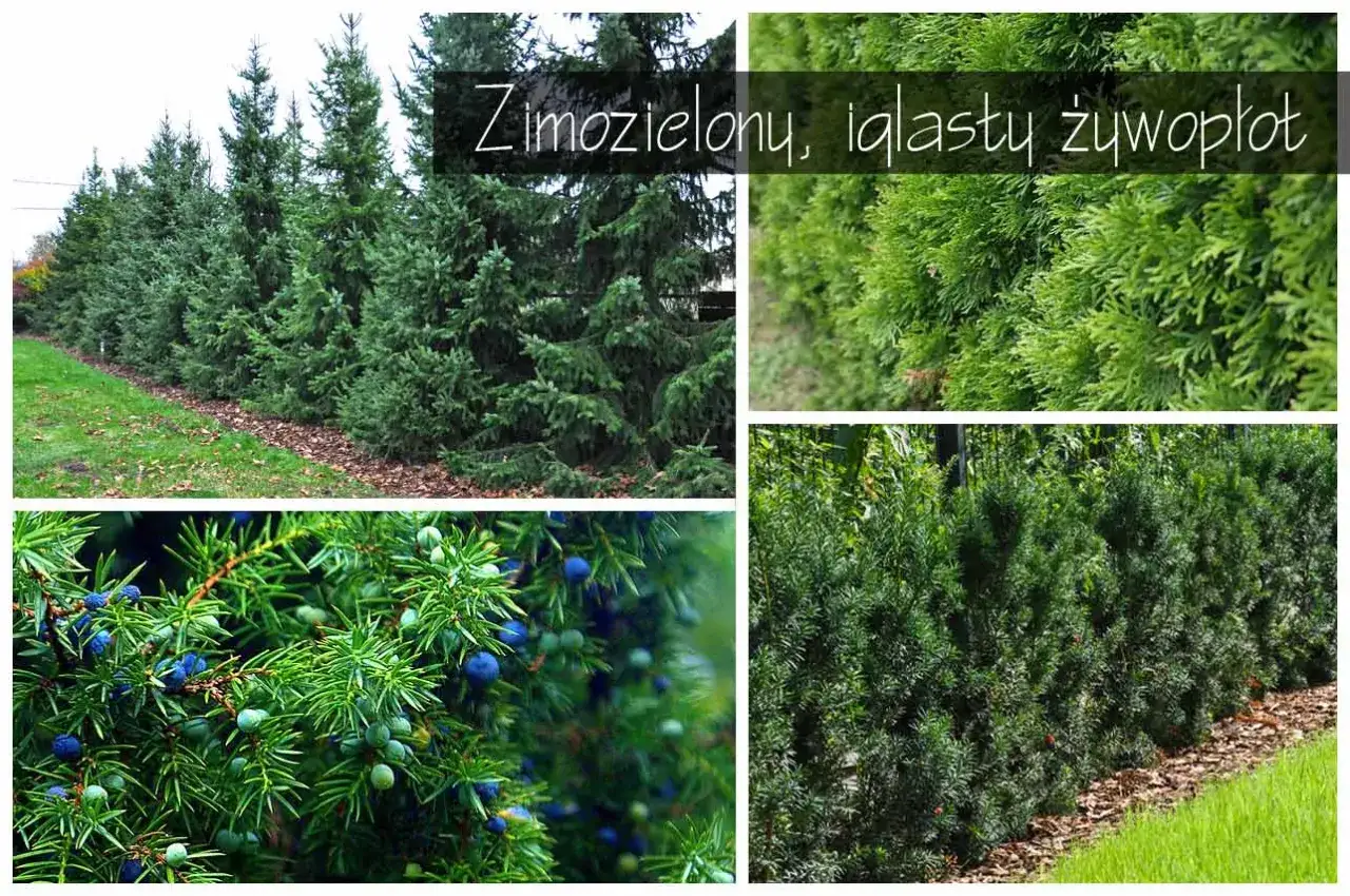 Zimozielony, iglasty żywopłot z cisów i jałowców z niebieskimi jagodami. Tani żywopłot zimozielony, który ozdobi każdy ogród.