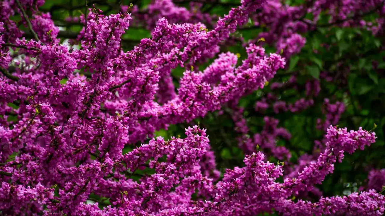 Kwiaty judaszowca, kwitnącego po kilku latach, tworzą gęste, purpurowe kaskady na tle zieleni.