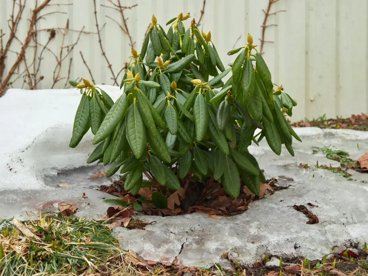 Rododendron w śniegu, przygotowanie ogrodu do zimy. Wiosenne pąki i suche liście wok&oacute;ł.