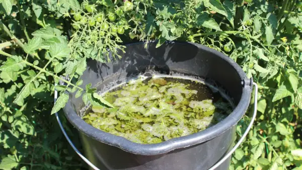 Wiadro z gnojówką z pokrzywy, idealną do podlewania pomidorów i innych roślin potrzebujących naturalnego nawozu.