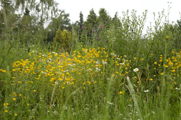 Kwietna łąka zamiast trawnika. Mnóstwo żółtych i białych kwiatów wśród zieleni, tworzących barwny dywan.