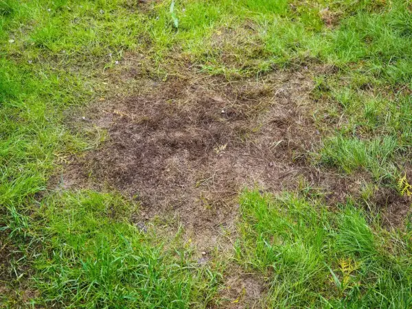 Na trawniku widoczne są suche, brązowe plamy i dziury, gdzie trawa obumarła.