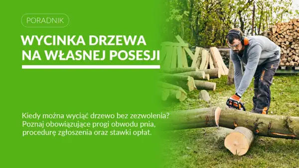 Mężczyzna w ochronnym ubraniu ścina drzewo piłą. Dowiedz się, kiedy można ścinać drzewa na własnej posesji.