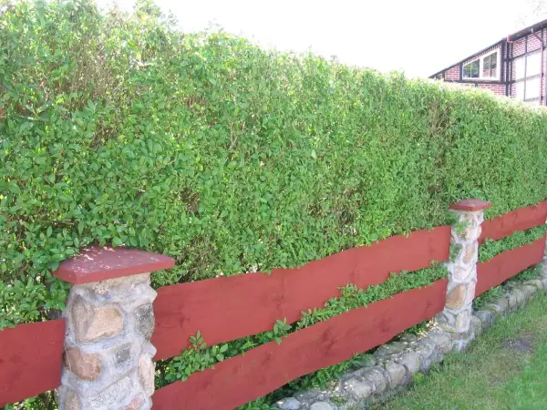 Gęsty, zielony żywopłot z ligustru tworzy naturalną barierę za czerwoną, drewnianą płotem z kamiennymi słupkami.